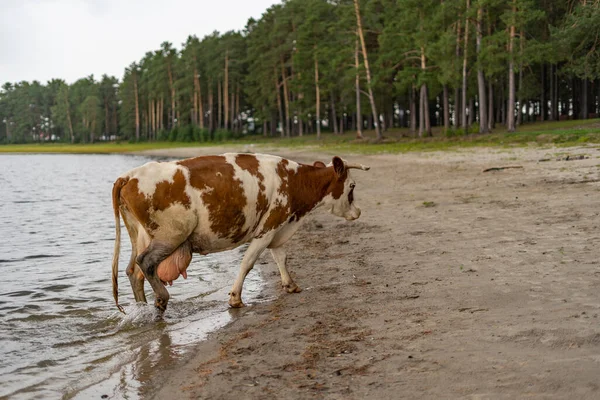 Cow in the lake drink water and bathe during strong heat and drought. — Stock Photo, Image