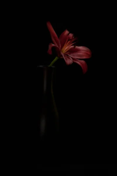 红百合花 — 图库照片