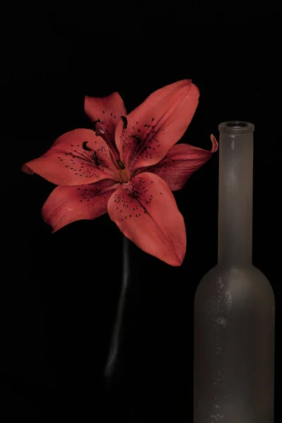 Vazolar Çiçeklerle Dolu Bir Hayat — Stok fotoğraf