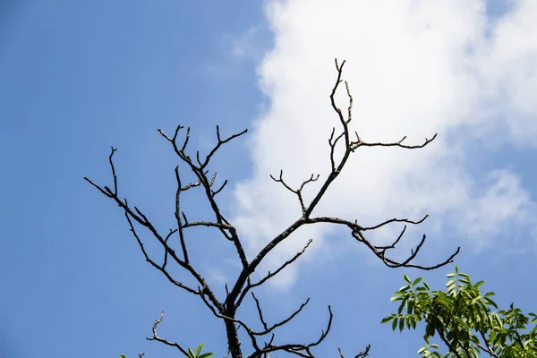 蓝天背景下的树枝 裸树分枝和绿叶 — 图库照片