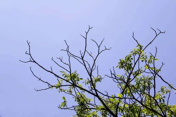 蓝天背景下的树枝 裸树分枝和绿叶 — 图库照片
