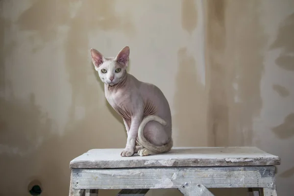 Kılsız Sfenks kedisi, tüysüz, alerji önleyici kedi, boyalı bir duvara dayanmış evcil hayvan. Kılsız tenli güzel bir kedi.