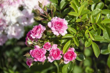 Çalılıklarda bir sürü pembe gül var. Pembe güller açıyor. Güllerden güzel bir arka plan.