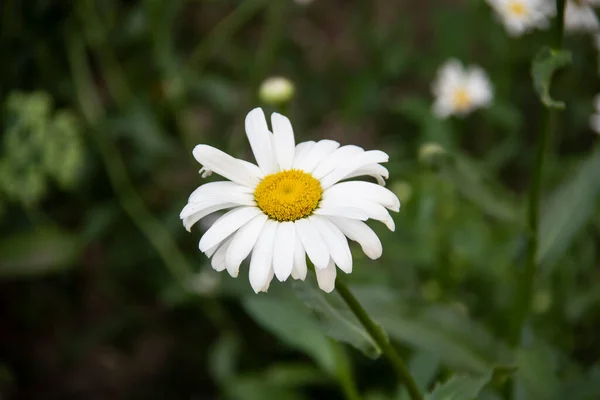 Flores Camomila Bela Planta Com Margarida Branca Amarela Como Flores — Fotografia de Stock