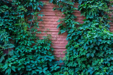 Dekoratif tuğla duvarda yaban üzüm yaprakları. Duvardaki yeşil üzüm yapraklarının arka planı