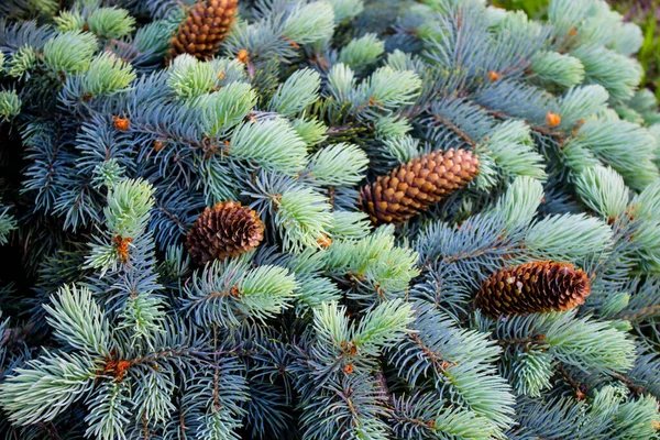 Fir coniferous backgrounds. Fir tree branches of a fur tree. Christmas tree branch background. Spruce in the forest close-up. Christmas tree branch texture