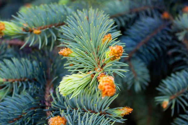 Fir coniferous backgrounds. Fir tree branches of a fur tree. Christmas tree branch background. Spruce in the forest close-up. Christmas tree branch texture