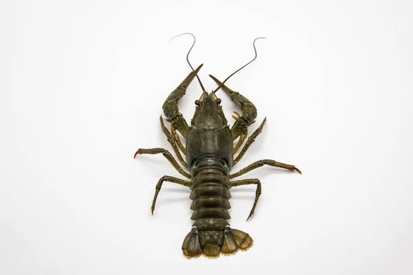 Een Verse Rivierkreeft Kreeft Van Rivier Een Witte Achtergrond — Stockfoto