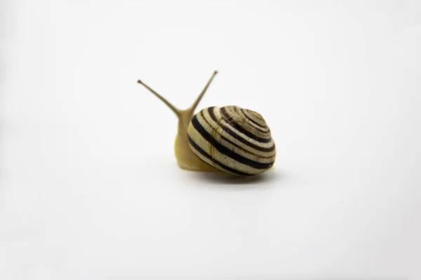 带条纹的陆地蜗牛在白色背景上 在白色背景下爬行的蜗牛 — 图库照片