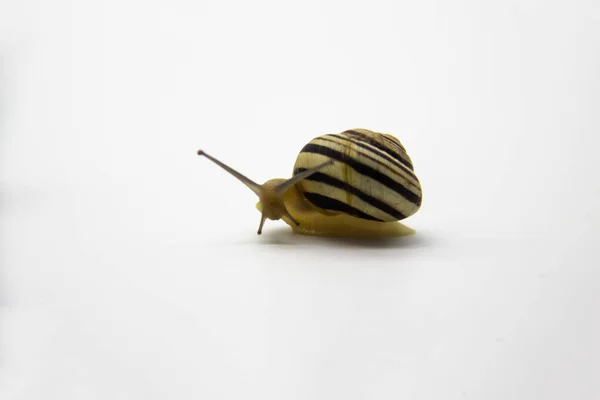 Striped land snail on the white background. Grove snail moving forward against white background