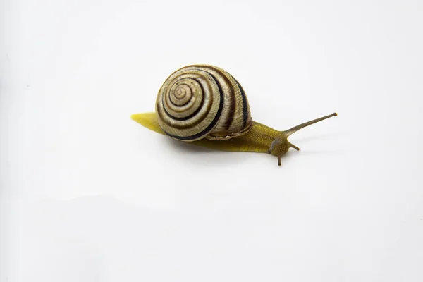 Escargot Terrestre Rayé Sur Fond Blanc Escargot Bosquet Avançant Sur — Photo