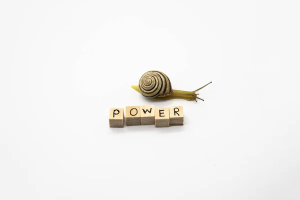 Striped land snail with small wooden cubes with letters isolated on the white background. A word POWER with grove snail.