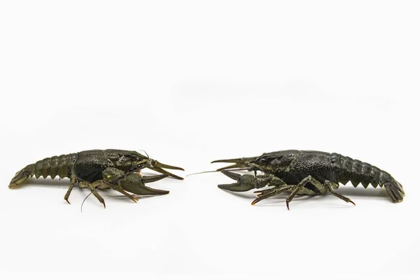 Two Fresh Crayfish Lobsters River White Background Two Crayfish Look — Stock Photo, Image