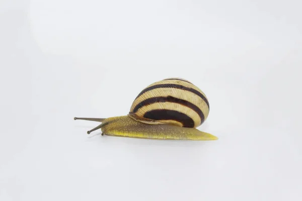 Escargot Terrestre Rayé Sur Fond Blanc Escargot Bosquet Avançant Sur — Photo