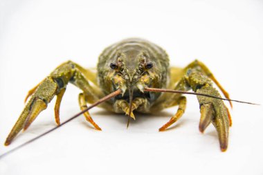 Beyaz bir arka planda nehirden taze bir kerevit ya da ıstakoz..