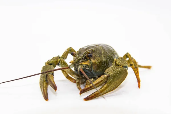 Een Verse Rivierkreeft Kreeft Van Rivier Een Witte Achtergrond — Stockfoto