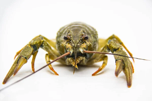 Een Verse Rivierkreeft Kreeft Van Rivier Een Witte Achtergrond — Stockfoto