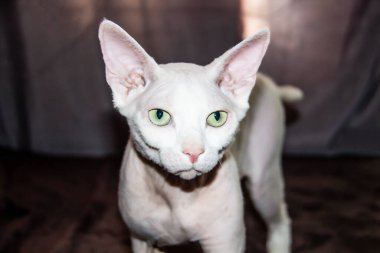 Kılsız Sfenks kedisi, tüysüz, alerjik olmayan kedi, evcil hayvan bakışı Kılsız derili güzel kedi yüzü.