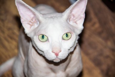 Kılsız Sfenks kedisi, tüysüz, alerjik olmayan kedi, evcil hayvan bakışı Kılsız derili güzel kedi yüzü.