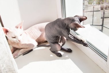 İki sfenks kılsız kedi, alerji önleyici kediler. İki evcil hayvan pencerede birlikte oynuyorlar ya da kavga ediyorlar. Kılsız derili güzel kediler. Bir gri kedi ile kedi kavgası.