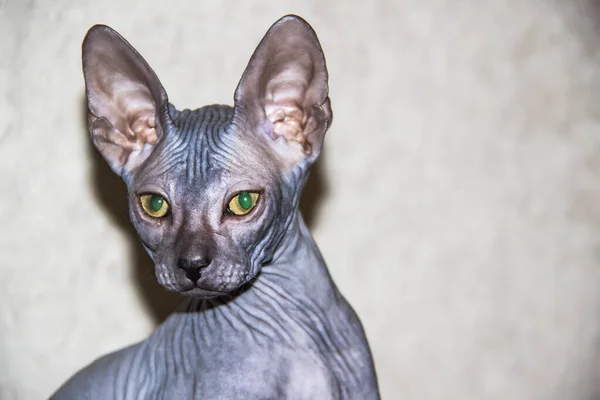 Gray sphynx hairless kitten close-up. Gray sphynx hairless kitten. Beautiful cat\'s face with hairless skin.