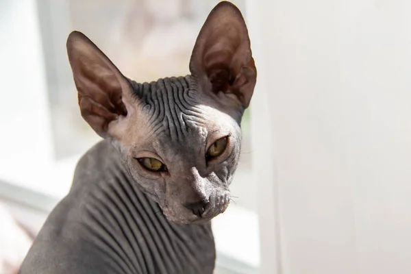 Gray sphynx hairless kitten, hairless, anti-allergenic cat, pet look in front Beautiful cat\'s face with hairless skin.