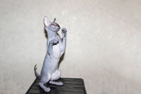 Sfinga Šedá Kočka Točí Hraje Tmavé Stoličce Krásné Bezsrsté Sphynx — Stock fotografie