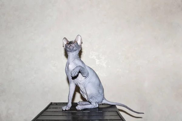Sfinks Szary Kot Obraca Się Gra Ciemnym Stołku Piękne Bezwłosy — Zdjęcie stockowe
