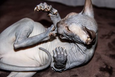 Sfenks gri kedisi pençesinden kendini ısırıyor. Güzel tüysüz Sphynx gri kedicik - bir kız.