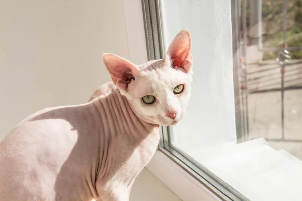 Kot Bez Włosów Sphynx Antyalergiczny Kot Zwierzak Siedzi Oknie Piękny — Zdjęcie stockowe