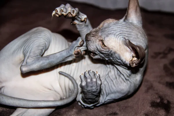 Sfenks gri kedisi pençesinden kendini ısırıyor. Güzel tüysüz Sphynx gri kedicik - bir kız.