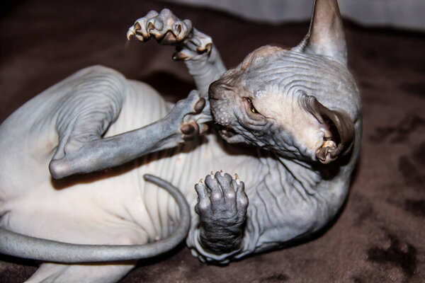 Sphinx gray cat bites herself on the paw. Beautiful hairless Sphynx gray kitten - a girl.
