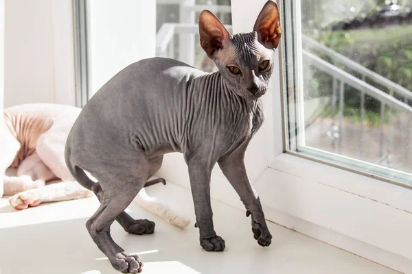 Gray sphynx hairless kitten, anti-allergenic cat, pet sitting on the window. Beautiful little cat with hairless skin.