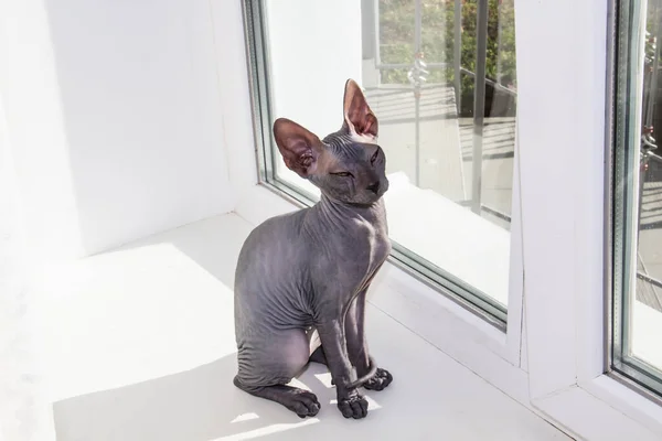 Gray sphynx hairless kitten, anti-allergenic cat, pet sitting on the window. Beautiful little cat with hairless skin.