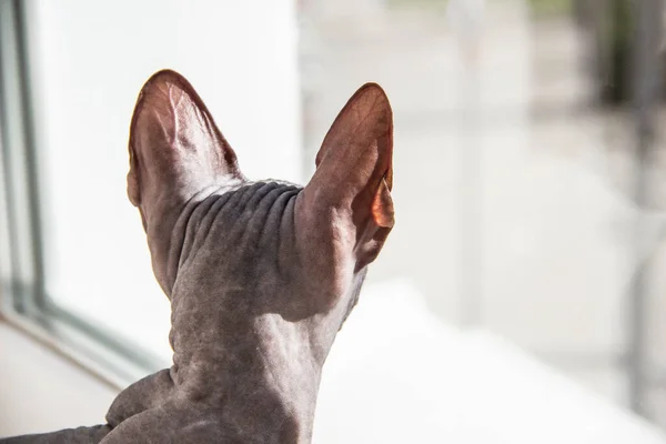 Gray sphynx hairless kitten, anti-allergenic cat, pet looking somewhere in front. Back view of beautiful cat with hairless skin.