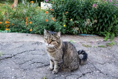 Sarı gözlü güzel gri bir kedi çiçeklerin önündeki asfaltta oturur. Evcil hayvan dışarıda oturuyor..