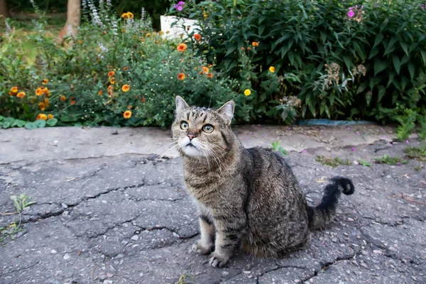 Vacker Grå Katt Med Gula Ögon Sitter Asfalten Framför Blommorna — Stockfoto