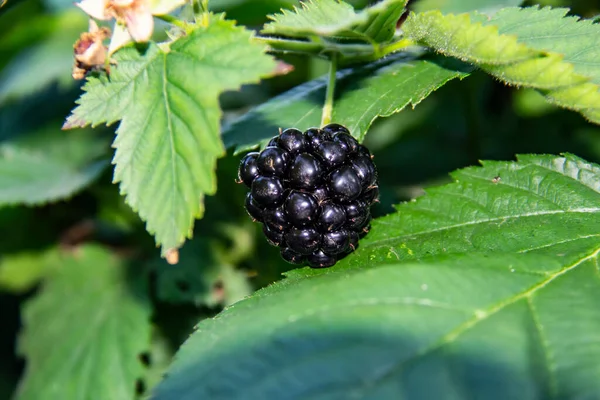 Blackberry Berry Primer Plano Rama Baya Saludable Para Veganos Blackberry — Foto de Stock