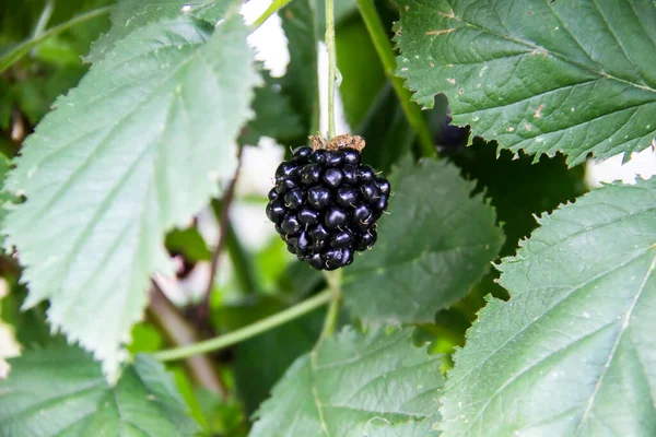 Blackberry Berry Primer Plano Rama Baya Saludable Para Veganos Blackberry — Foto de Stock