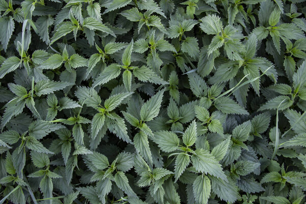 A plant nettle. Nettle with green leaves against background.
