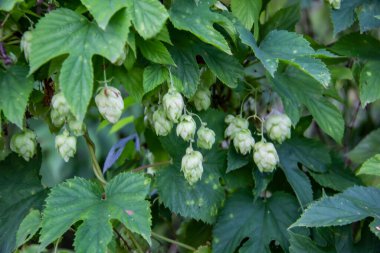 Bira ve ekmek üretimi için yeşil kozalaklar, yakın çekim. Ayrıntılı zıplama konileri ve çimenlerle tarım geçmişi