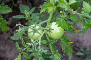 Bahçedeki yataklarda yeşil domates yetişiyor. Tarımsal inişleri olan çiftlik çiftliği. Sebze bitkileri.
