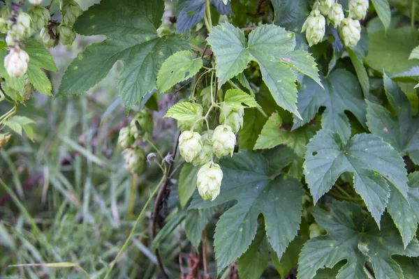 Conos Lúpulo Verde Para Producción Cerveza Pan Cerca Fondo Agricultura — Foto de Stock