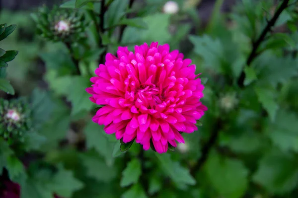 Λουλούδι Astra Magenta Χρώμα Στο Πράσινο Φύλλα Φόντο Πάνω Άποψη — Φωτογραφία Αρχείου
