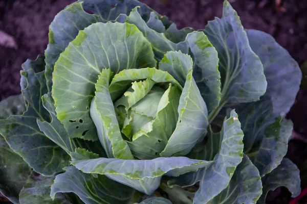 Taze lahana yazın bahçede yetişir. Organik lahana kavramı, GDO 'suz ekolojik ürünler. Salata ve çorba yapmak için gerekli malzemeler.