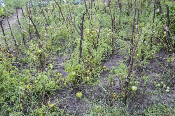 緑のトマトは庭のベッドで成長します 農地の着陸と農場のホームステッド 野菜の植物 — ストック写真
