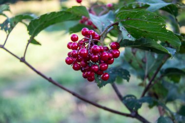 Viburnum opulus böğürtlen ve yazın dışarı çıkar. Yapraklı bir dalda bir sürü kırmızı viburnum meyvesi. Bahçedeki kırmızı viburnum dalı.