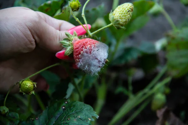 Fresas Estropeadas Jardín Mano Mujer Sostiene Una Fresa Con Moho — Foto de Stock