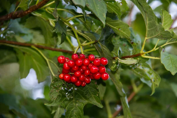 Viburnum Opulus Bagas Folhas Livre Verão Bando Bagas Viburno Vermelhas — Fotografia de Stock