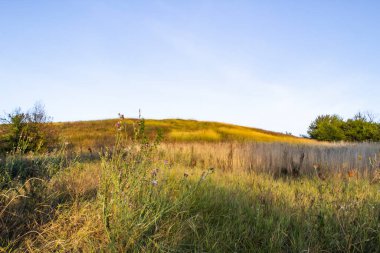 Tepeler ve çim tarlalarıyla güzel bir manzara, arka planda mavi gökyüzü ve güneş ışınlarıyla çevrili ağaç Nikontsy köyü Sumy bölgesi, Ukrayna.